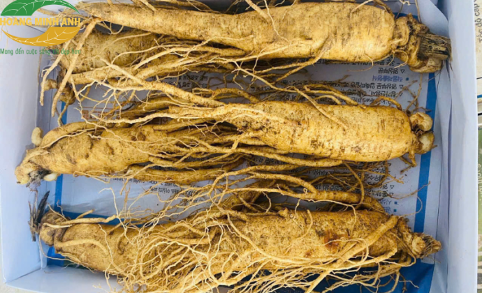 Hồng S&acirc;m Nguy&ecirc;n Củ 6 Năm Tuổi C&oacute; G&igrave; Đặc Biệt?
