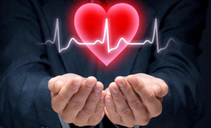 Nh&acirc;n s&acirc;m c&oacute; tốt cho tim mạch kh&ocirc;ng?