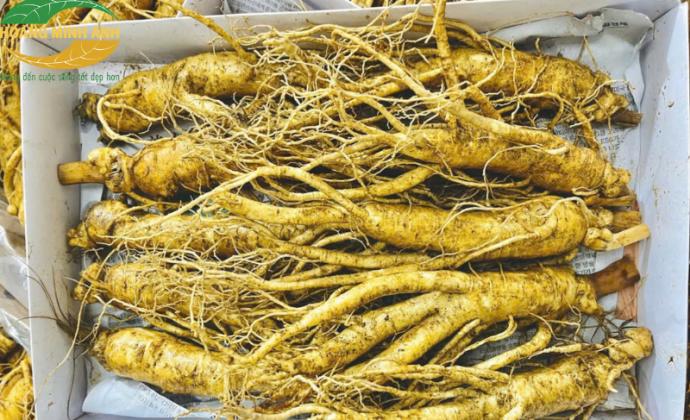C&aacute;ch Chọn Nh&acirc;n S&acirc;m Tươi H&agrave;n Quốc Chất Lượng