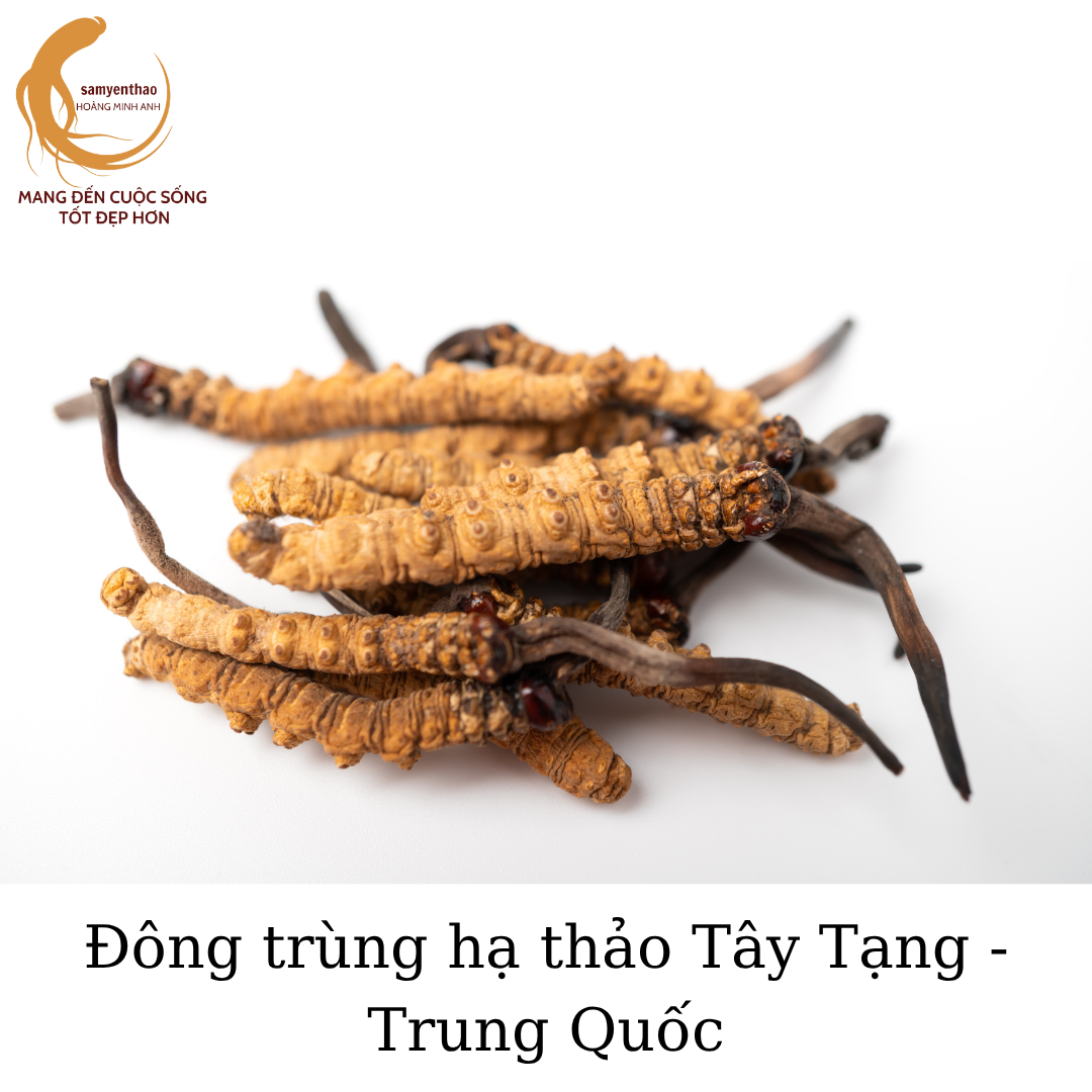 Đông Trùng Hạ Thảo Cho Trẻ Em