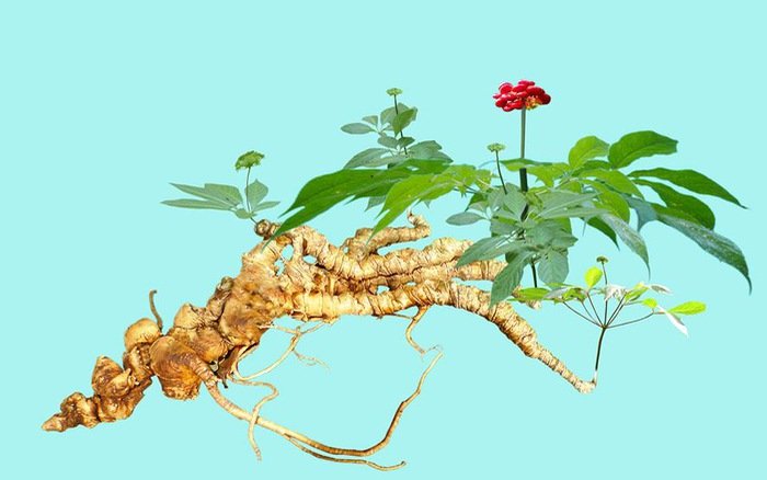 So sánh Sâm hàn quốc và Sâm ngọc linh